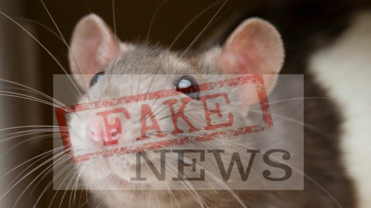 تمخض الجبل فولد فأرا وثانوية عبد الرحمان ابن زيدان بمكناس منه براء