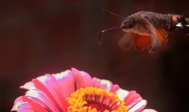 تلميذات الثانوية العسكرية الملكية الثانية بافران ومسابقة الصحفيون الشباب صنف الصورة الفوتوغرافية