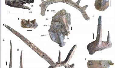 Découverte de « Spicomellus afer » : un dinosaure blindé marocain qui réécrit l’histoire de l’évolution