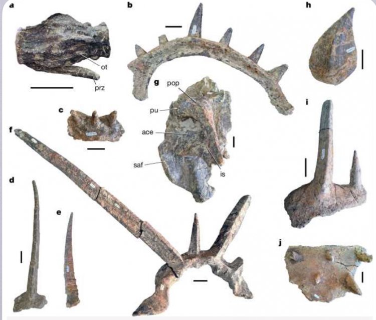 Découverte de « Spicomellus afer » : un dinosaure blindé marocain qui réécrit l’histoire de l’évolution